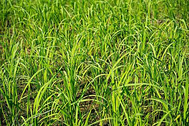 《Sages of Vandaleria》Steam页面公布 明年发售